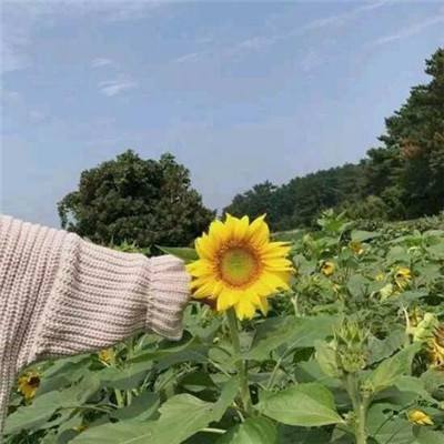 长城荣耀版破解版下载